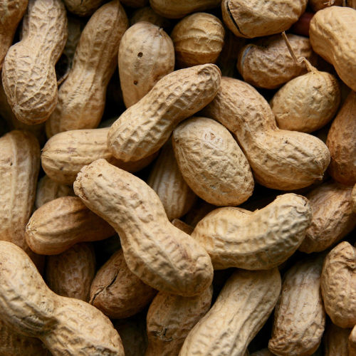 Peanut Processor in India